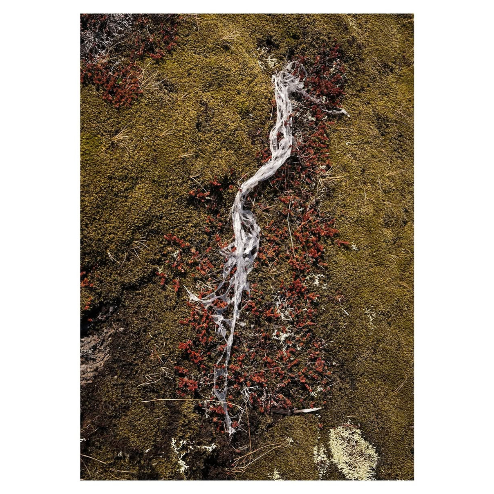 10 - Ásta Guðrún Óskarsdóttir, "Þráin að tilheyra (2)",  Litarefnisprentun, 42x59cm, 2025.