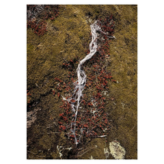 10 - Ásta Guðrún Óskarsdóttir, "Þráin að tilheyra (2)",  Litarefnisprentun, 42x59cm, 2025.