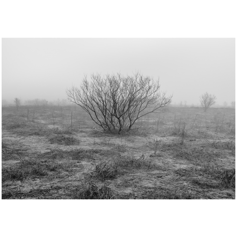 17 - Björgvin Sigurðarson, "Rót", Prent, 29x42cm, 2025.