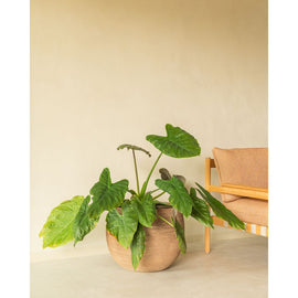 VINCENT SHEPPARD Set Of 2 Round Plant Pot Saya 33/45cm