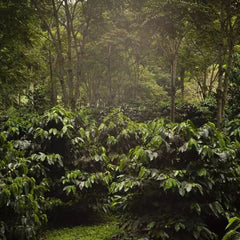 TERRES DE CAFÉ Coffee Beans The Forest Organic 250g